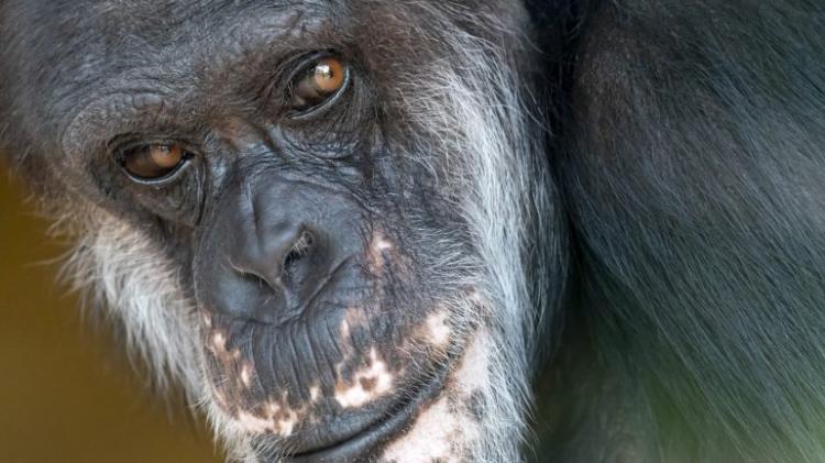Só há 250 mil chimpanzés em África